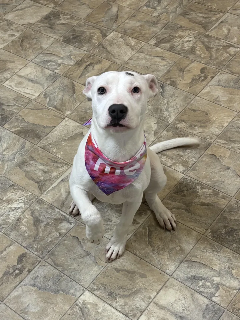 Rosa Barks thumbnail 4