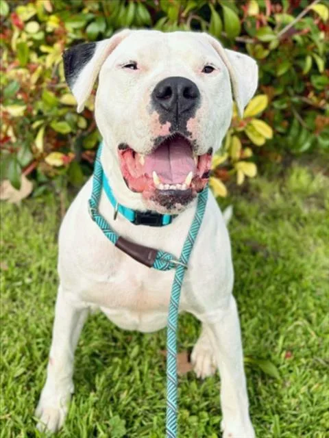 An adult large-sized male Dogo Argentino dog named Mai Tai for adoption in Woodland, CA