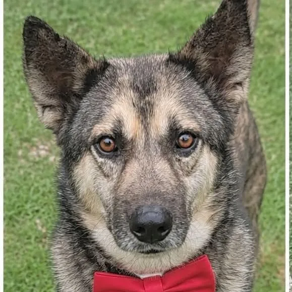 A young medium-sized male German Shepherd Dog dog named Ben Gs for adoption in Allen, TX