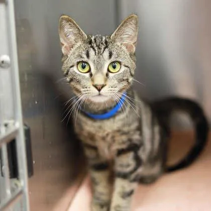A baby small-sized male Gray / Blue / Silver Domestic Short Hair cat named Pocket for adoption in Atlanta, GA
