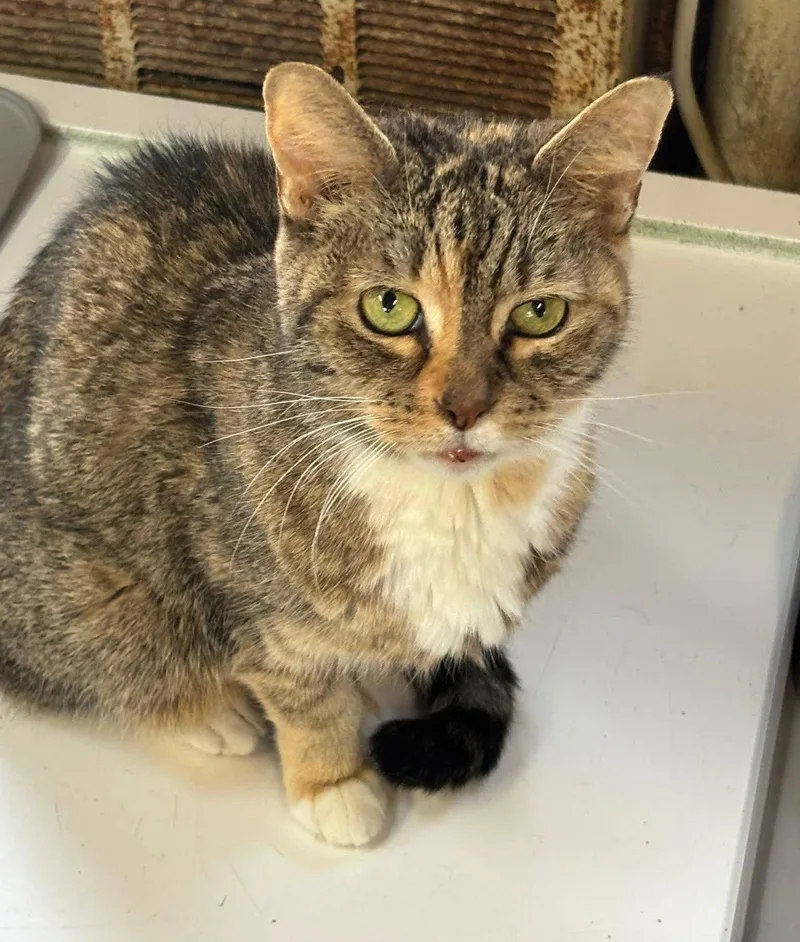 A senior small-sized female Domestic Short Hair cat named Abigail for adoption in Coatesville, PA