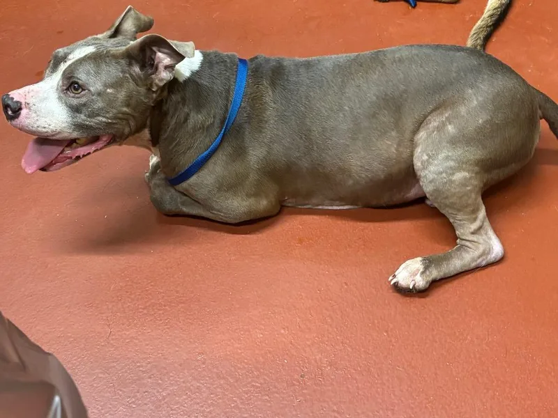 A senior medium-sized male Pit Bull Terrier dog named Zeus Burroughs for adoption in Douglasville, GA