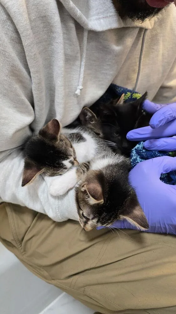 A baby small-sized male Black & White / Tuxedo Domestic Short Hair cat named Adobo for adoption in Hudson, NH