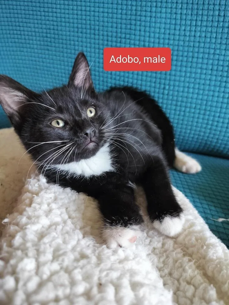 Adobo thumbnail 4