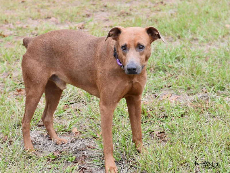 An adult medium-sized male Rhodesian Ridgeback dog named Brewster for adoption in Houston, TX