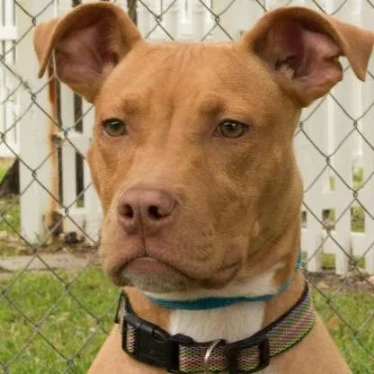 A senior large-sized female Yellow / Tan / Blond / Fawn Staffordshire Bull Terrier dog named Tulip for adoption in Fulton, TX