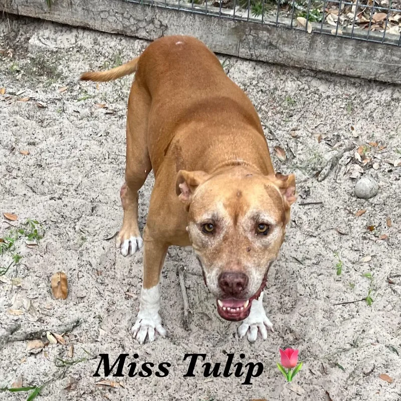 Tulip thumbnail 2