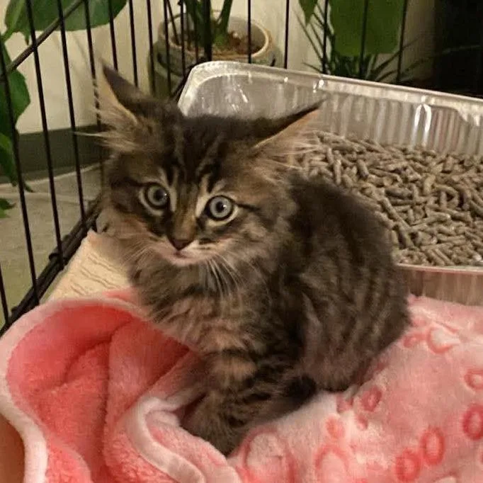 A baby small-sized male Brown / Chocolate Domestic Long Hair cat named Leo for adoption in Forest Park, IL