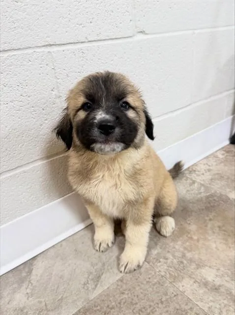 A baby large-sized male Anatolian Shepherd dog named Ope for adoption in Cookeville, TN