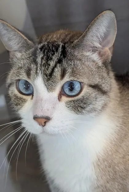 An adult medium-sized male Siamese cat named Dorian for adoption in Washington, DC