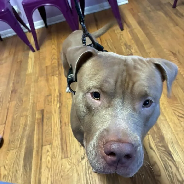 An adult medium-sized male Yellow / Tan / Blond / Fawn Pit Bull Terrier dog named Eddie for adoption in Northbrook, IL
