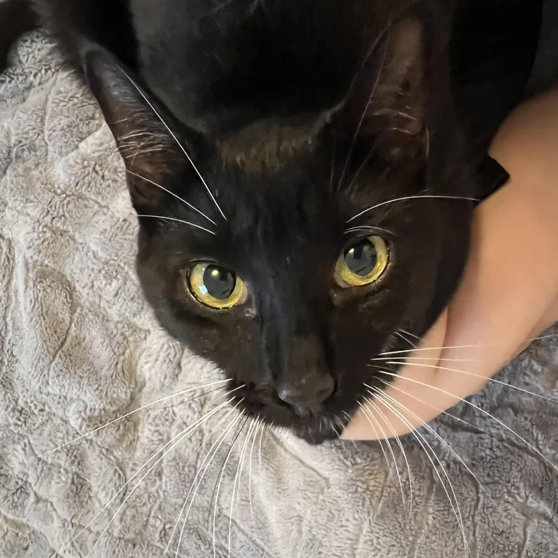 A young medium-sized female Black & White / Tuxedo Domestic Short Hair cat named Afina for adoption in Norwalk, CT