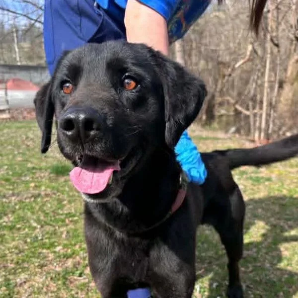 A young medium-sized male Black Black Labrador Retriever dog named Harvey for adoption in Alexandria, VA