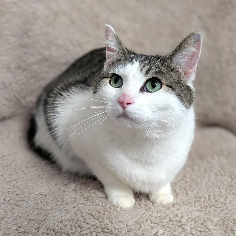 A senior large-sized male Brown / Chocolate Domestic Short Hair cat named Hershey for adoption in Brookfield, WI
