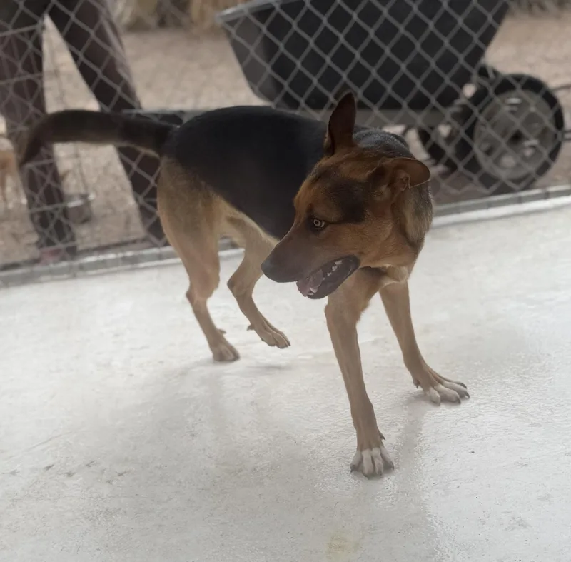 A young large-sized male Tricolor (Brown, Black, & White) German Shepherd Dog dog named Cosmo for adoption in Deming, NM