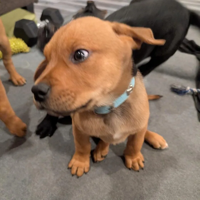 A baby medium-sized male Yellow / Tan / Blond / Fawn Rottweiler dog named Cookie for adoption in Fayetteville, GA