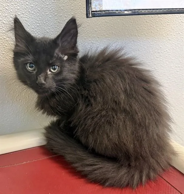 A baby small-sized female Domestic Medium Hair cat named Ellie for adoption in Sarasota, FL