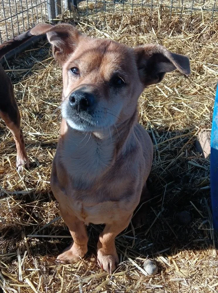 Butterball thumbnail 2