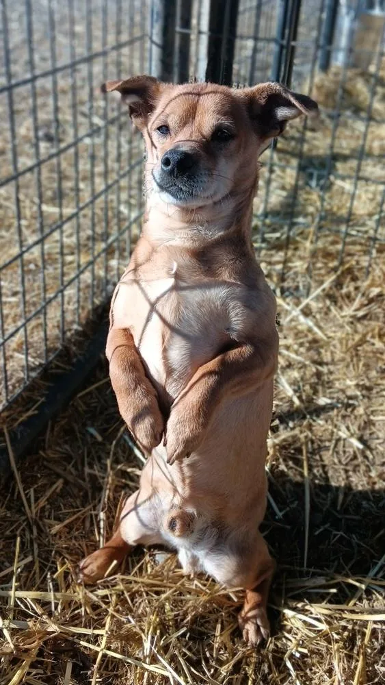 Butterball thumbnail 3