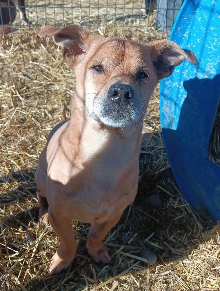 Butterball thumbnail 5