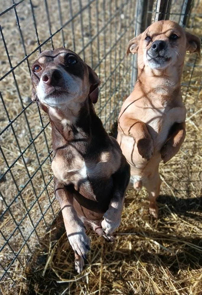 Butterball thumbnail 6