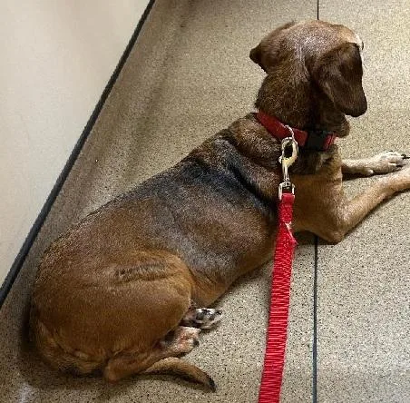 An adult small-sized female Brown / Chocolate Dachshund dog named Molly Woggins for adoption in Georgetown, KY
