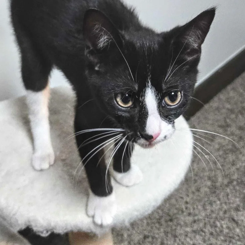 A baby medium-sized male Black & White / Tuxedo Domestic Short Hair cat named Alder for adoption in Wilsonville, OR