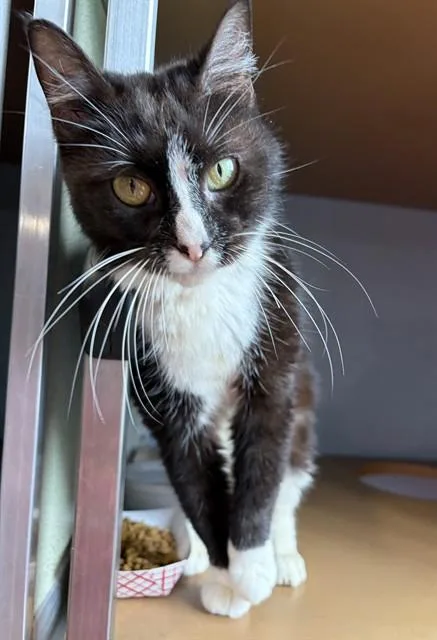 An adult small-sized female Domestic Short Hair cat named Clover for adoption in Westminster, MD