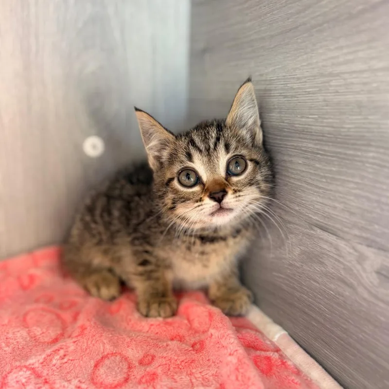 A baby small-sized female Brown / Chocolate Domestic Short Hair cat named Calypso for adoption in Pasadena , MD