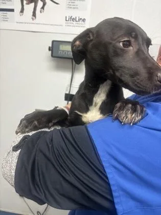 A baby medium-sized female Mixed Breed dog named Fresia for adoption in Chamblee, GA