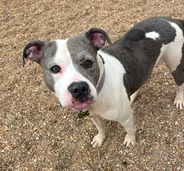An adult medium-sized female Pit Bull Terrier dog named Honey for adoption in Virginia Beach, VA