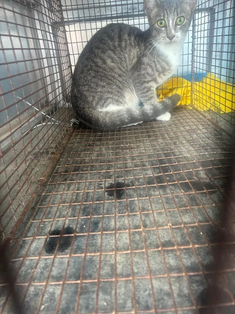 A young medium-sized male Domestic Short Hair cat named Marky Mark for adoption in New Braunfels, TX