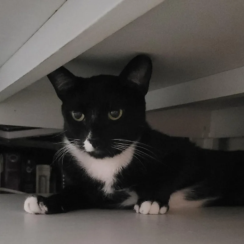 A young small-sized female Black Domestic Short Hair cat named Riley for adoption in Long Beach, CA