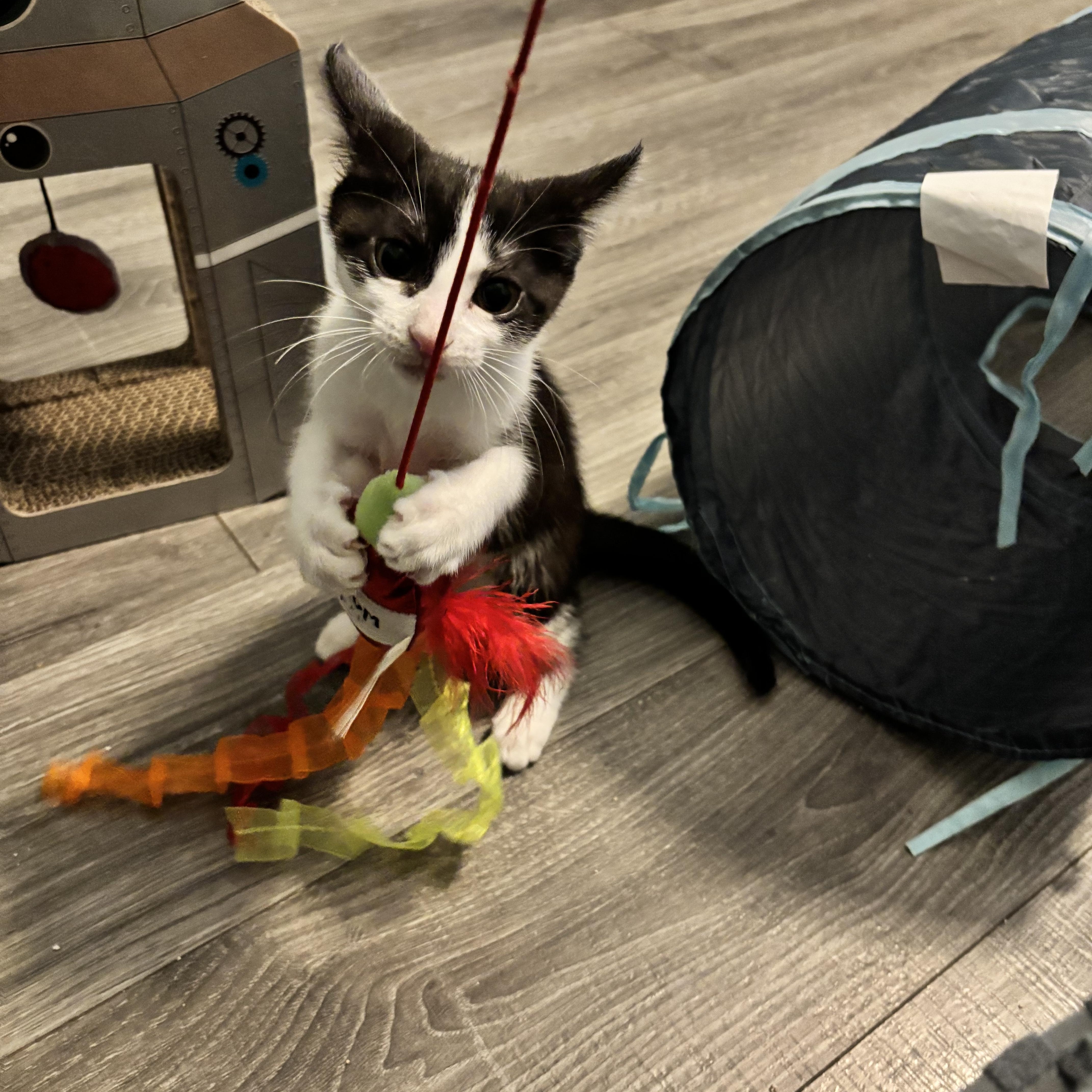 A baby medium-sized female Black & White / Tuxedo Domestic Short Hair cat named Flounder  Little Legend for adoption in Plano, TX