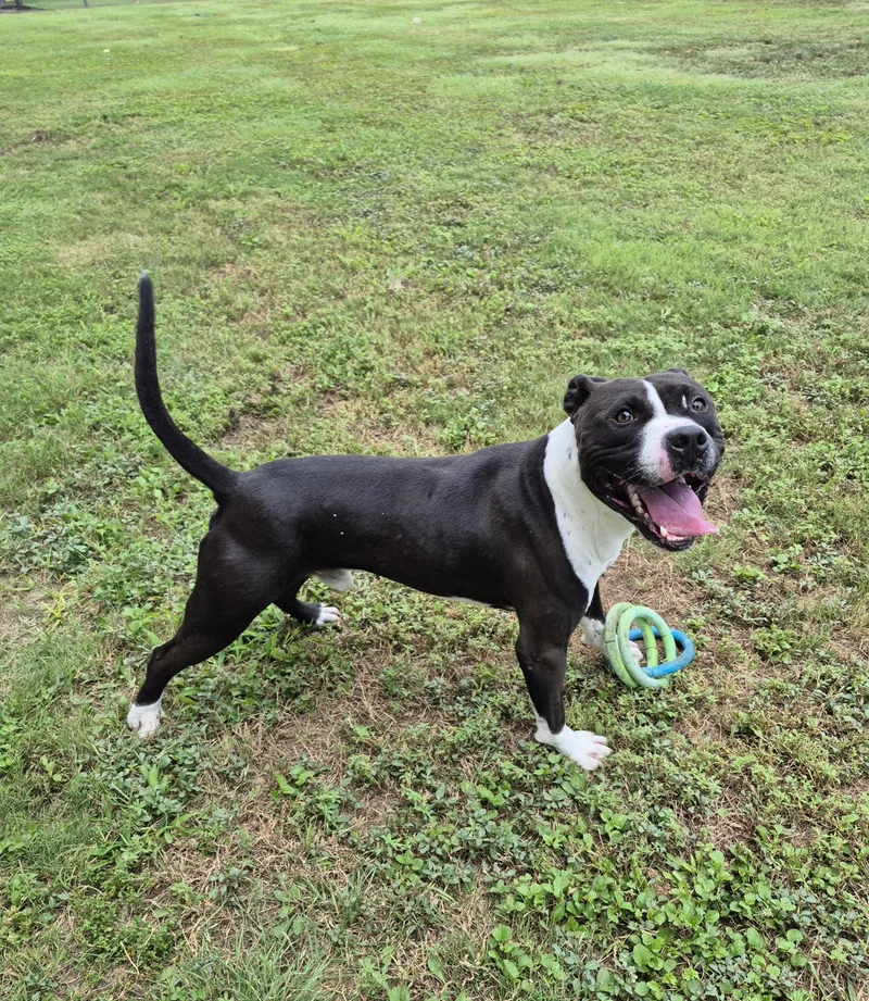 An adult medium-sized male Pit Bull Terrier dog named Chaco for adoption in Schertz, TX