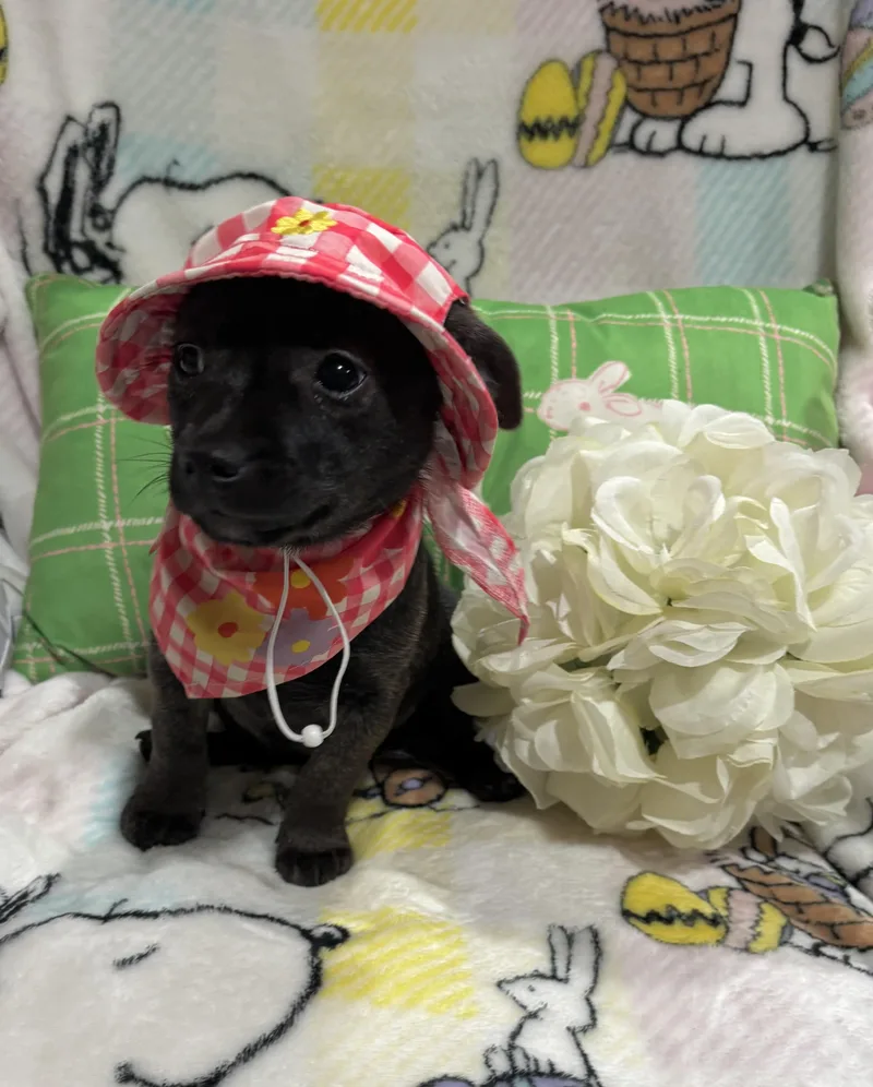 Toadette thumbnail 2