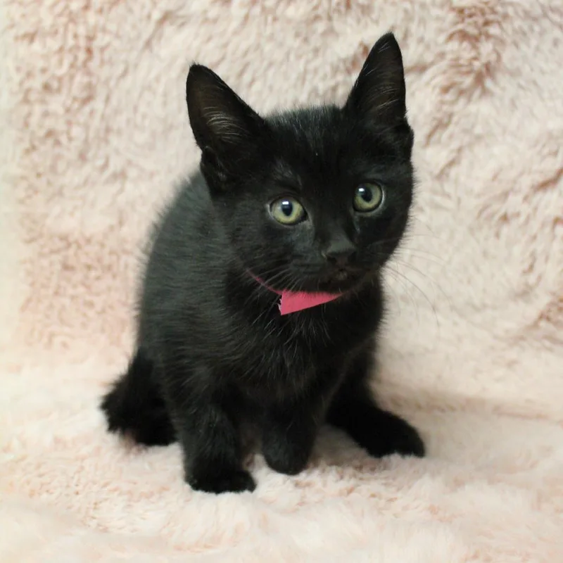 A baby small-sized female Black Domestic Short Hair cat named Ada for adoption in Auburn, AL