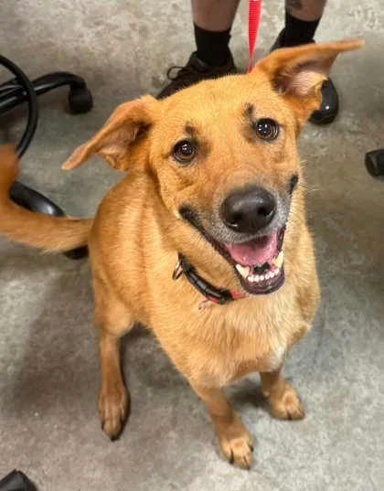 A baby small-sized female Shepherd dog named Dolly for adoption in Bowling Green, KY