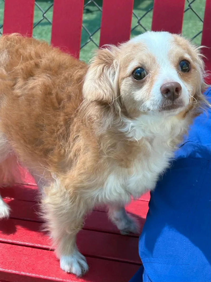 A young small-sized female Mixed Breed dog named Peaches for adoption in Holbrook, NY