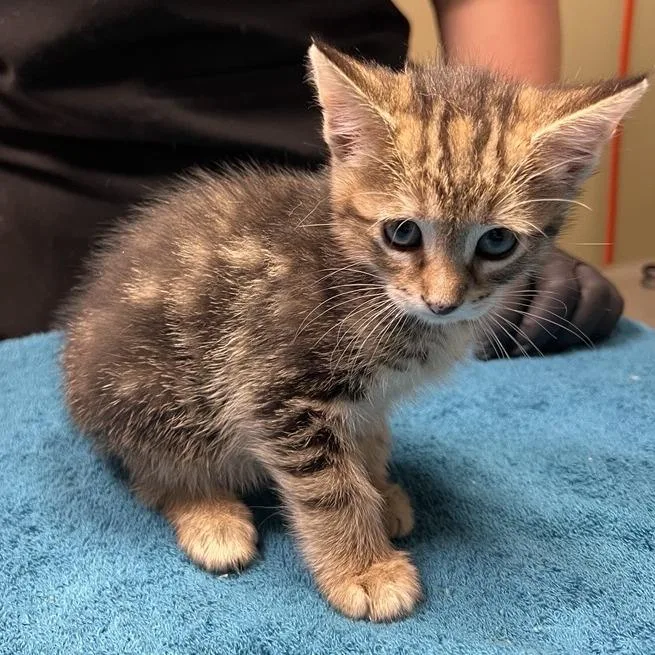 A baby small-sized female Torbie Domestic Short Hair cat named Veganaise for adoption in Baltimore, MD