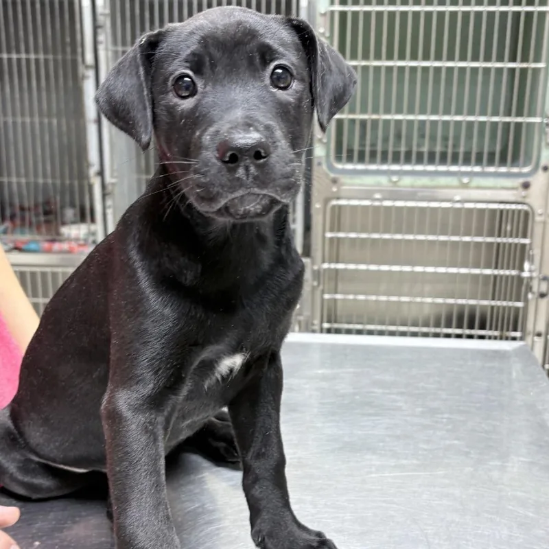 A baby small-sized female Black Mixed Breed dog named Helen for adoption in Tyler, TX