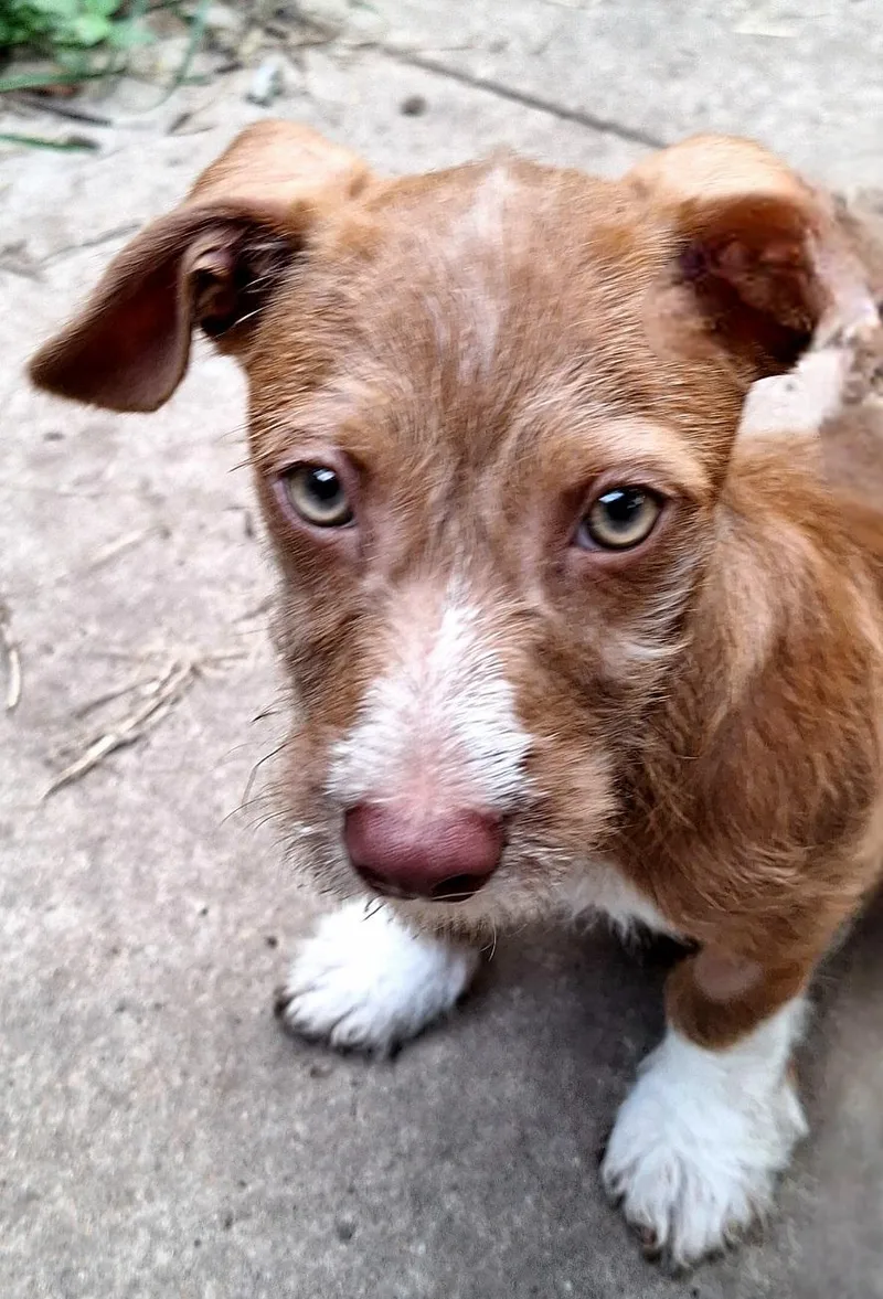 A baby small-sized male Brown / Chocolate Wirehaired Dachshund dog named Zigmund BRT for adoption in Missouri City, TX