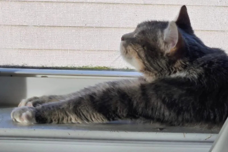 A young medium-sized female Domestic Short Hair cat named Dove for adoption in Evans, GA