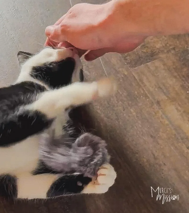 A young medium-sized male Black & White / Tuxedo Domestic Short Hair cat named Theodore Ermine Digglesby Iv for adoption in Spokane , WA