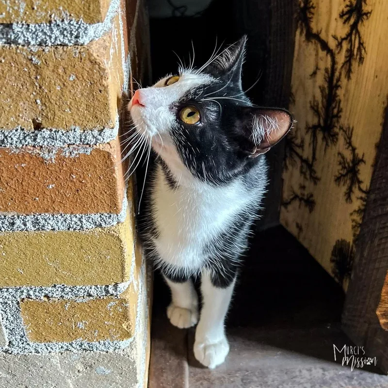 Theodore Ermine Digglesby Iv thumbnail 2