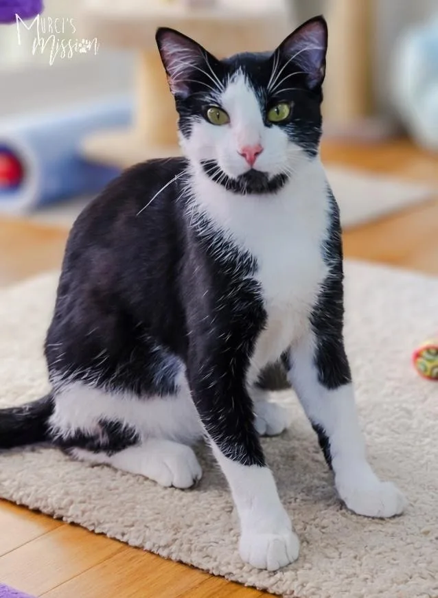 Theodore Ermine Digglesby Iv thumbnail 3