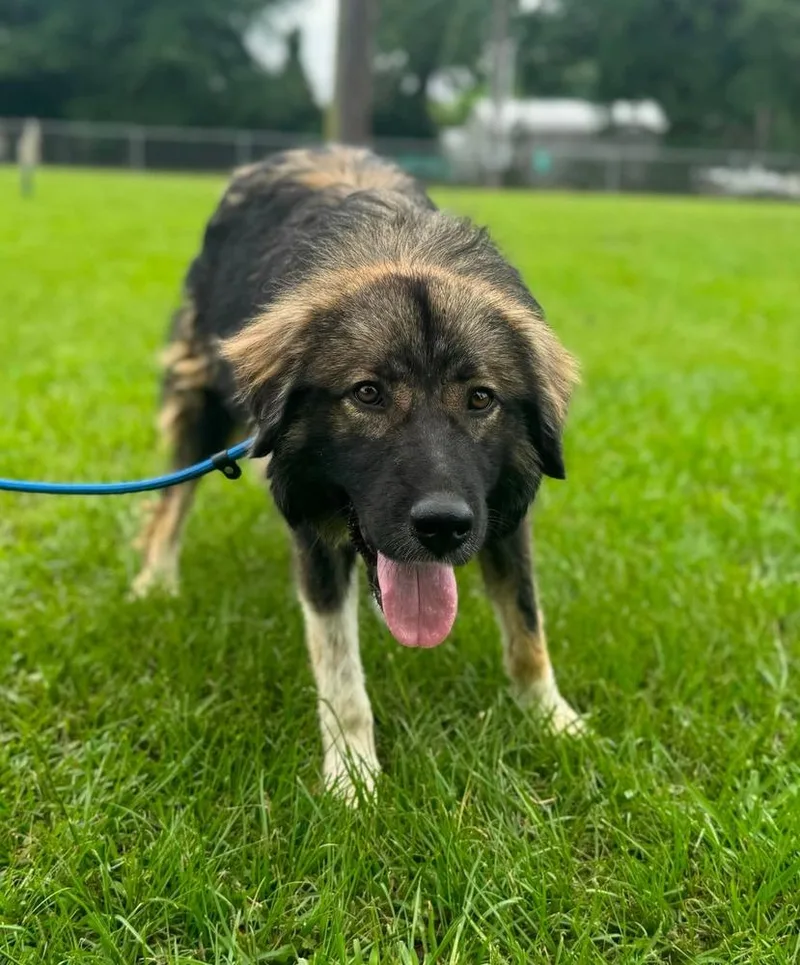 A young medium-sized male Tricolor (Brown, Black, & White) Shepherd dog named Michael for adoption in Syracuse, NY