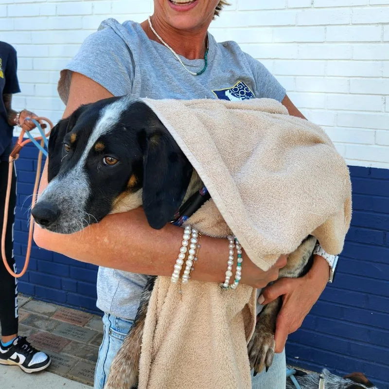 Goldie Pup: Wyatt thumbnail 2