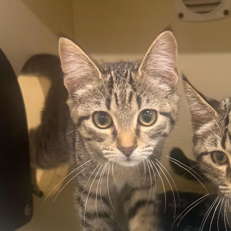 A baby small-sized female Brown / Chocolate Domestic Short Hair cat named Basil for adoption in Garfield, AR