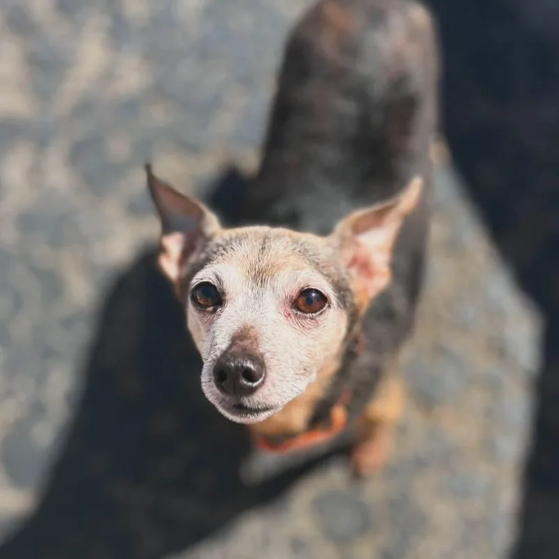 Pepper